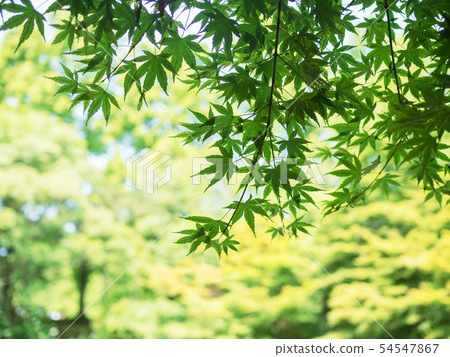 初夏的新鮮綠色 初夏的新鮮綠色 54547867