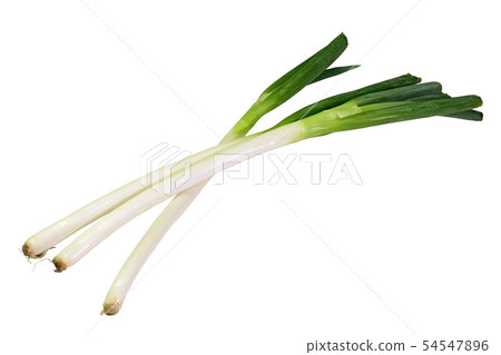 白洋蔥（深度成分） 54547896