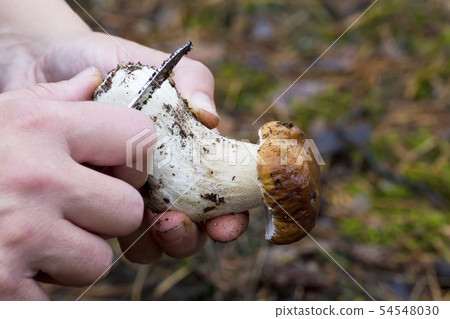Close-up photo of female hands with knife holding 54548030