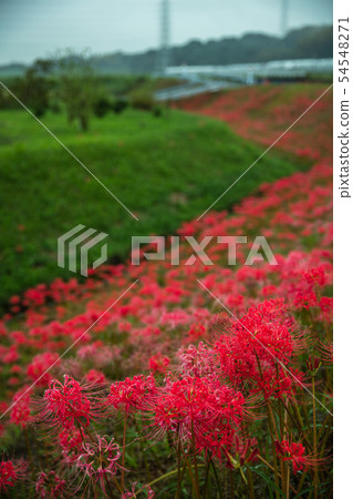 Aichi Prefecture Yachikawa River Ashiganka 54548271