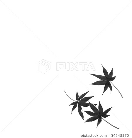 Falling maple (hand-drawn illustration of ink) Falling maple (hand-drawn illustration of ink) 54548370