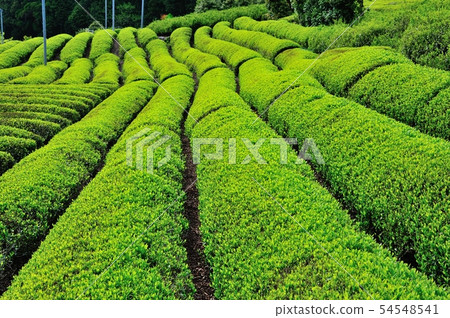 天空中的茶園 天空中的茶園 54548541