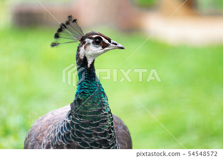 Female Peacock bird on green grass in the nature 54548572