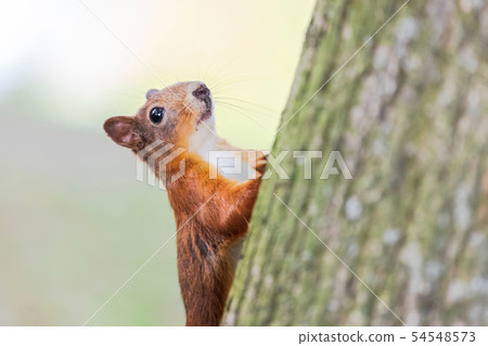 Squirrel with red fur in autumn forest on Squirrel with red fur in autumn forest on 54548573