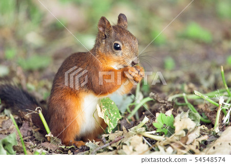Squirrel with red fur in autumn forest on Squirrel with red fur in autumn forest on 54548574