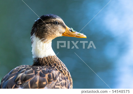Close-up of a mallard duck on the water swimming in a pond 54548575