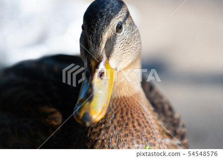 Close-up of a mallard duck on the water swimming in a pond Close-up of a mallard duck on the water swimming in a pond 54548576