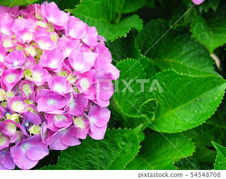 Pink hydrangea and young leaves Pink hydrangea and young leaves 54548708