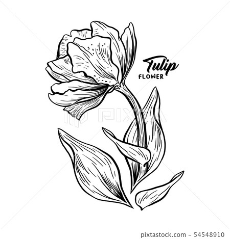 Tulip hand drawn ink pen illustration sketch 54548910