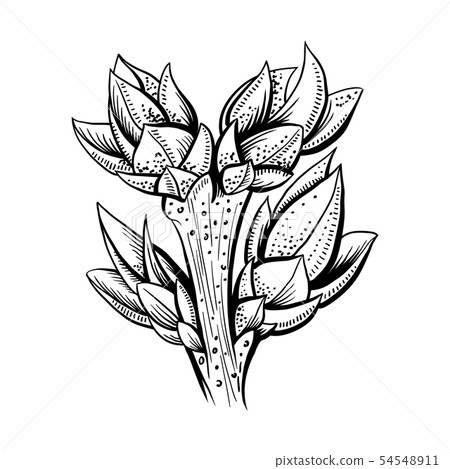 Realistic tree branch vector illustration Realistic tree branch vector illustration 54548911