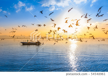 海和海鷗 54548961