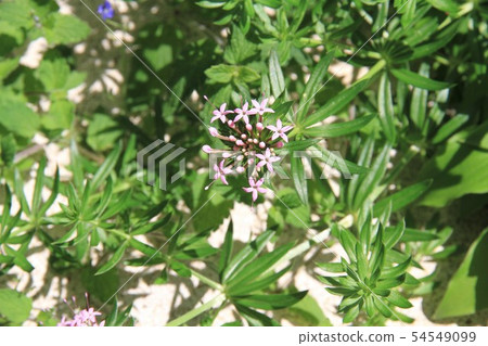 Phopsis Styrosa 54549099