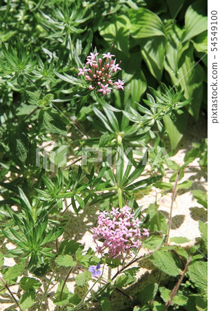 Phopsis Styrosa 54549100