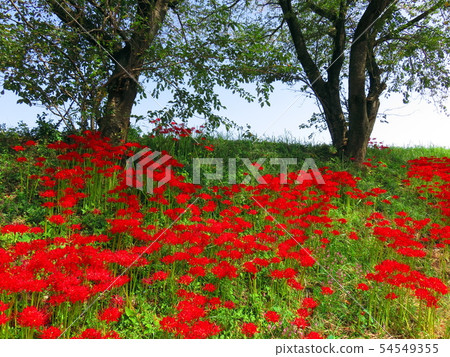 Cluster amaryllis along the Tsuya River embankment Cluster amaryllis along the Tsuya River embankment 54549355