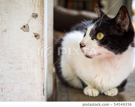 wild cat, closeup portrait with face. wild cat, closeup portrait with face. 54549356