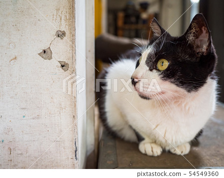 wild cat, closeup portrait with face. wild cat, closeup portrait with face. 54549360