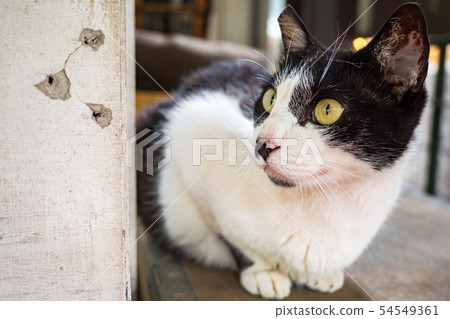 wild cat, closeup portrait with face. wild cat, closeup portrait with face. 54549361