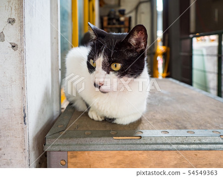 wild cat, closeup portrait with face. wild cat, closeup portrait with face. 54549363
