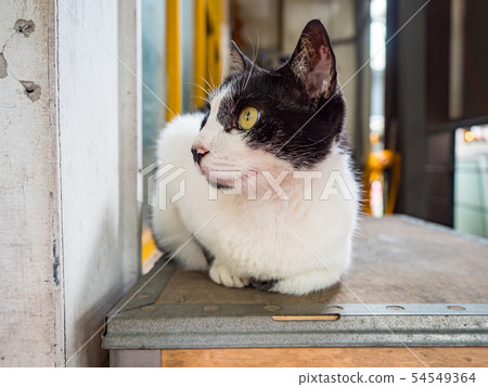wild cat, closeup portrait with face. 54549364
