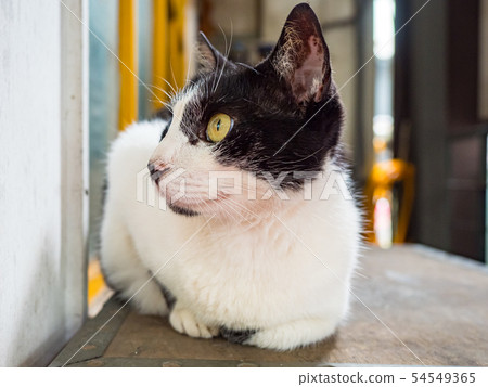 wild cat, closeup portrait with face. wild cat, closeup portrait with face. 54549365