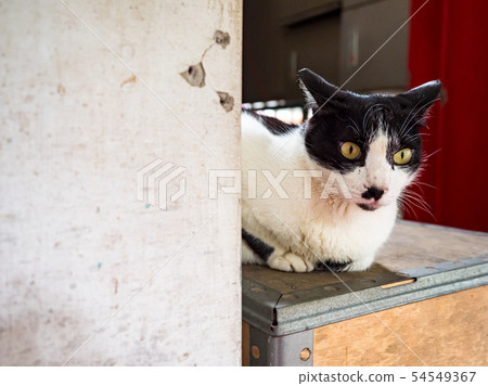 wild cat, closeup portrait with face. 54549367