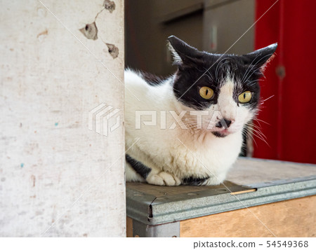 wild cat, closeup portrait with face. 54549368