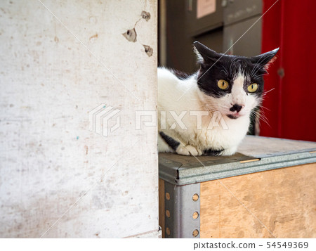 wild cat, closeup portrait with face. 54549369