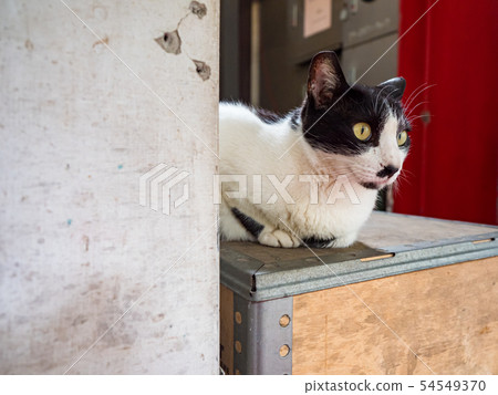 wild cat, closeup portrait with face. wild cat, closeup portrait with face. 54549370