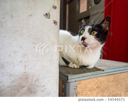 wild cat, closeup portrait with face. 54549371