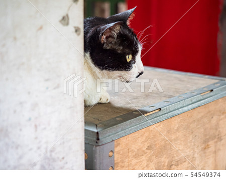 wild cat, closeup portrait with face. 54549374