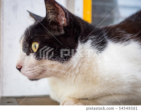 wild cat, closeup portrait with face. wild cat, closeup portrait with face. 54549381