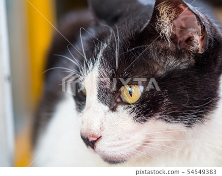 wild cat, closeup portrait with face. wild cat, closeup portrait with face. 54549383