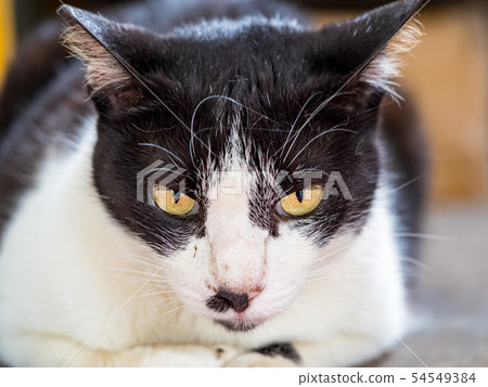 wild cat, closeup portrait with face. wild cat, closeup portrait with face. 54549384