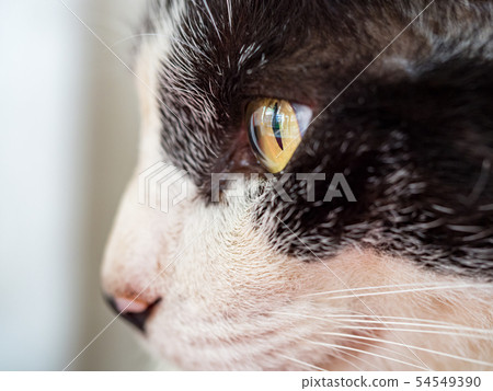 wild cat, closeup portrait with face. 54549390