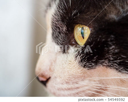 wild cat, closeup portrait with face. wild cat, closeup portrait with face. 54549392