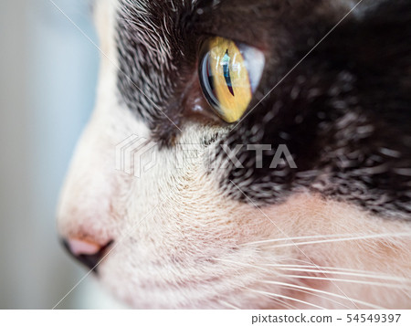 wild cat, closeup portrait with face. 54549397