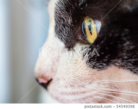 wild cat, closeup portrait with face. 54549398