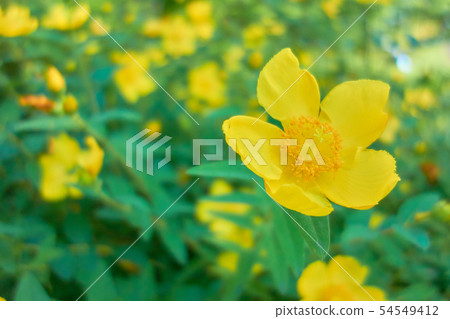Hypericum Hydra Coat 54549412