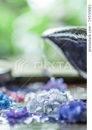 Hydrangea of Kannon-ji Temple in Kyoto Prefecture 54550061