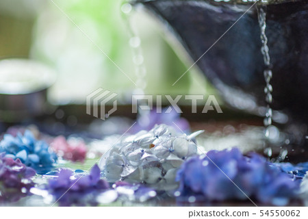 Hydrangea of Kannon-ji Temple in Kyoto Prefecture 54550062