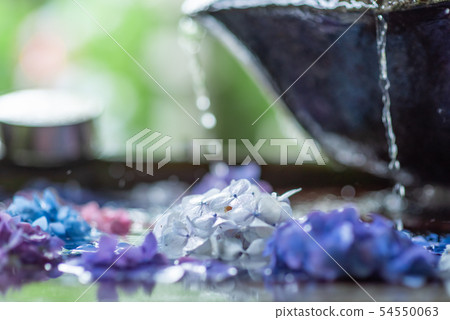 Hydrangea of Kannon-ji Temple in Kyoto Prefecture 54550063