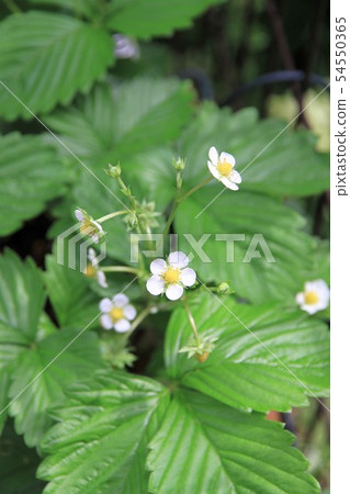 野草莓花 54550365