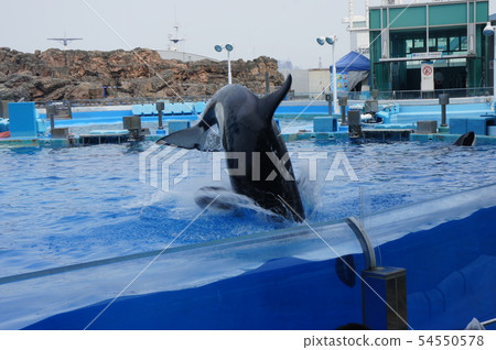 名古屋港水族館 54550578