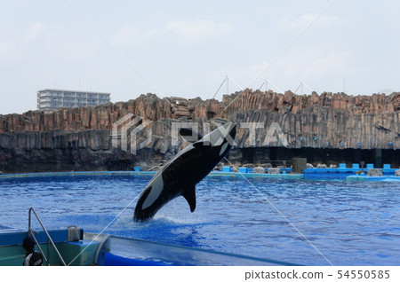 名古屋港水族館 54550585