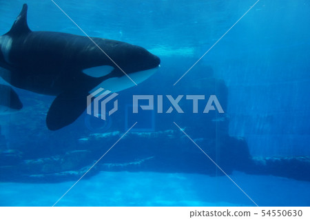 Port of Nagoya Public Aquarium  54550630