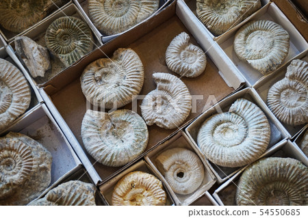 ammonites fossil collection texture ammonites fossil collection texture 54550685