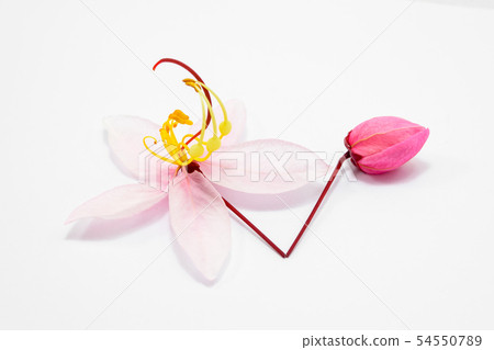 Cassia bakeriana Craib flowers 54550789