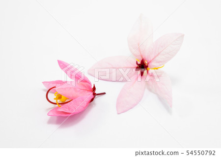 Cassia bakeriana Craib flowers Cassia bakeriana Craib flowers 54550792