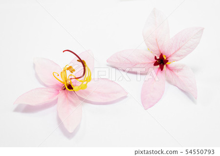 Cassia bakeriana Craib flowers 54550793