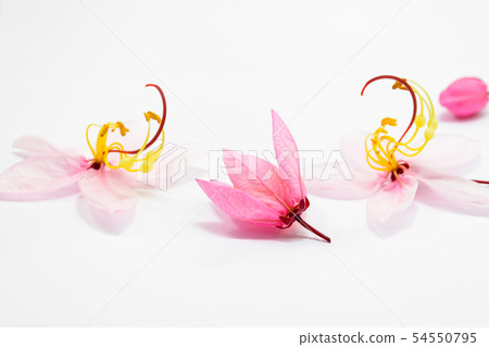 Cassia bakeriana Craib flowers 54550795